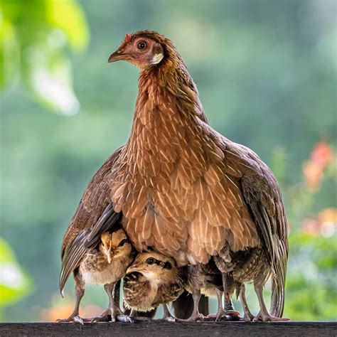 Is Hen A Bird Or Not at Kevin Blankenship blog