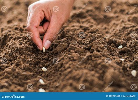 Hand Planting Corn Seed of Marrow in the Vegetable Stock Image - Image ...