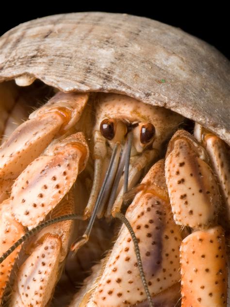 Classification Of Hermit Crab at Anne Rodriquez blog