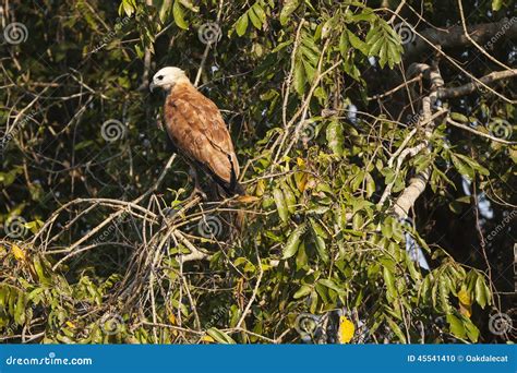Black Collared Hawk Perched on Bushes Stock Photo - Image of plumage ...