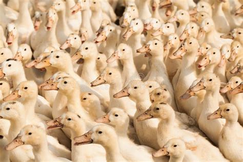 What Is A Group Of Ducks Called In Australia at Mary Bilbo blog