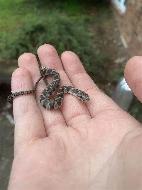 Newborn Cottonmouth Snake