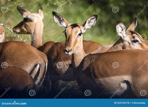 Herd of African Antelopes Living Wild in the African Savannah of South ...