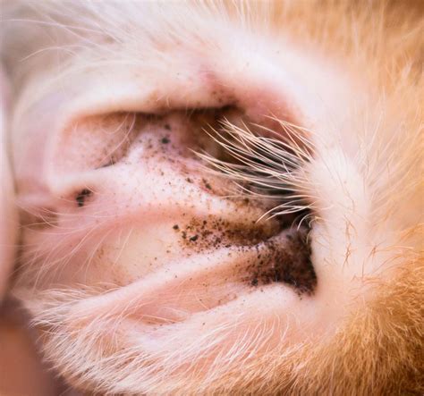 Ear Mites in Dogs: Symptoms, Natural Treatments and Prevention