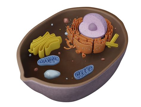 Animal Cell 3D Models download - Free3D