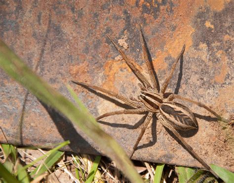 Guide to Wolf Spiders in Florida | Orange Pest Control