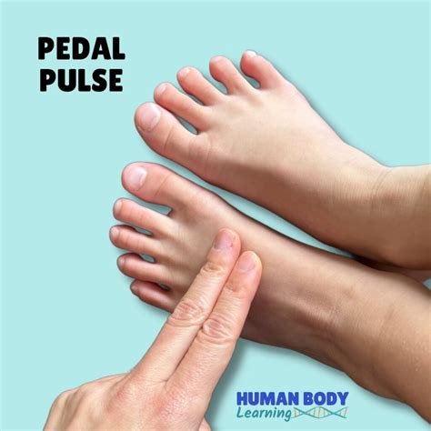 Pedal Pulse Dorsalis Pedis Medituition | Pulse Examination : Water