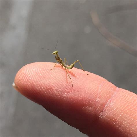 What Are Baby Praying Mantis Called at Merrill Lavallee blog