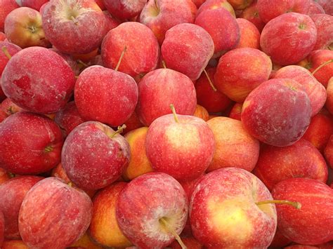 It’s Time for Autumn Plantings and Fall Produce at the Olympia Farmers ...
