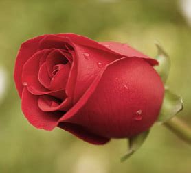 MACKEY FUNERALS AND CREMATIONS AT WOODLAWN MEMORIAL PARK - Updated ...