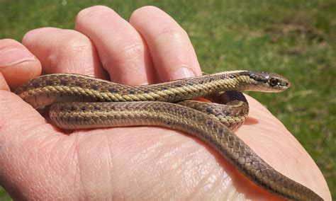 Baby Eastern Garter Snake Common Gartersnake – Florida Snake ID