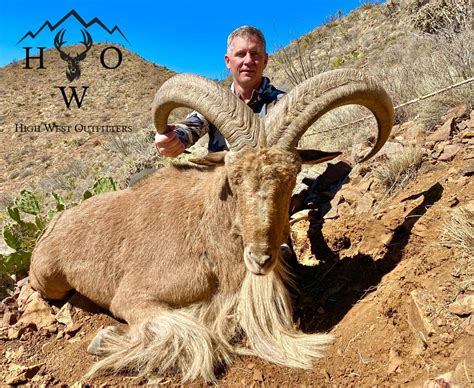 3 ½ Day West Texas Aoudad Sheep Hunt for Two Hunters