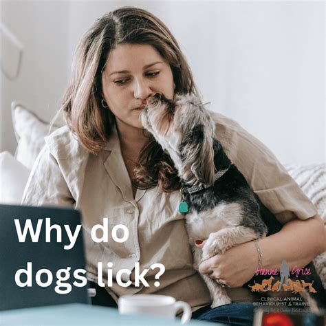 Why Do Dogs Lick My Knee at Jaxon Lawson blog