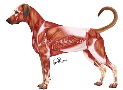 Dog Muscle Anatomy Diagram at Misty Gray blog