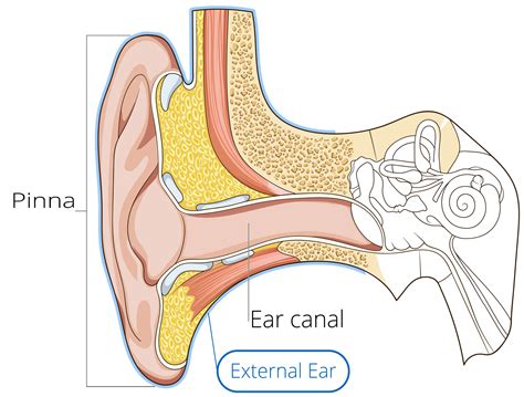 Ear Anatomy | Causes of Hearing Loss | Hearing Aids | Audiology