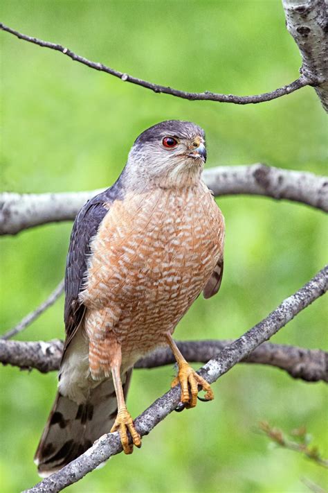 9 Types of Hawks You Should Know - Birds and Blooms