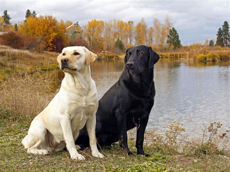 All List Of Different Dogs Breeds: The Labrador Dog "Lab"