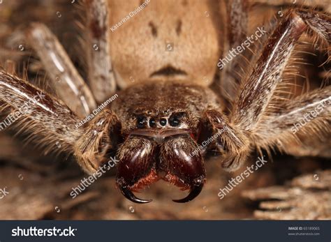 Tarantula Fangs