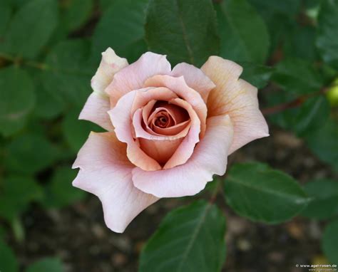 Buy Julia's Rose – Hybrid Tea – AGEL ROSEN