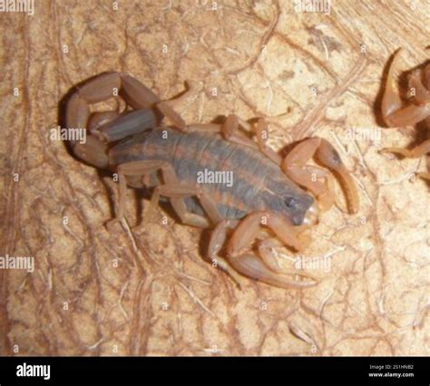 Striped Bark Scorpion (Centruroides vittatus Stock Photo - Alamy