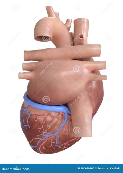 Posterior Heart Anatomy