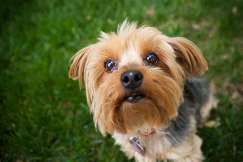 Small Dog Breeds With Calm Temperament