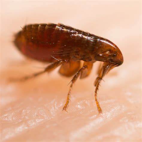 Fruit Flies vs. Fleas: Key Differences, Risks, and Control Tips ...