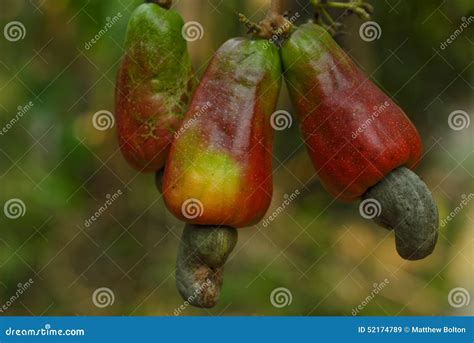 Cashew In Spanish Guatemala at Mildred Fulcher blog