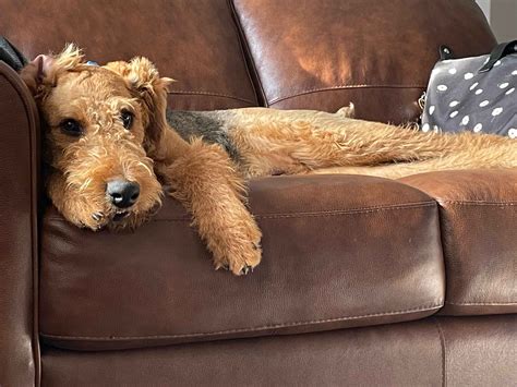 Pawsitively Loved Airedales/ Brenda Erekson - Airedale Terrier Puppies ...