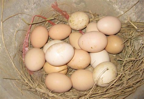 15+ Facts About Fertilized Chicken Eggs