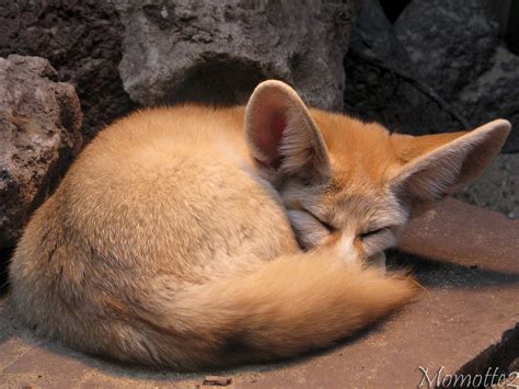 Some dude brought a domesticated fox to the bar and I rocked him to ...