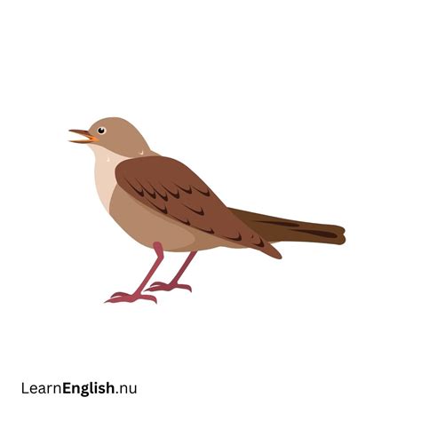 Bird Names in Spanish: 77 Birds in Spanish to English - learn spanish