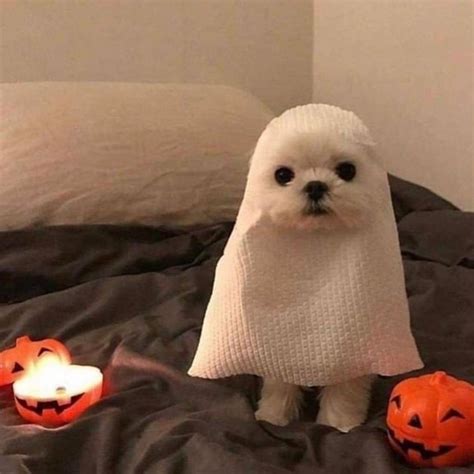 Maltese Dog Halloween Costume Ideas