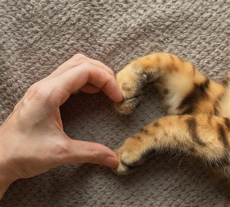 Top Rated Mineral Veterinarian - Lake Anna Veterinary Hospital