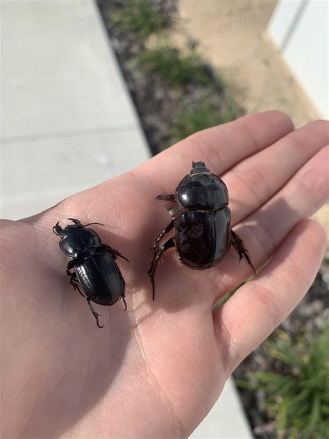 Ox beetle? : r/whatisthisbug