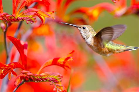 What Is Hummingbirds Favorite Flower at Pearl Jenks blog