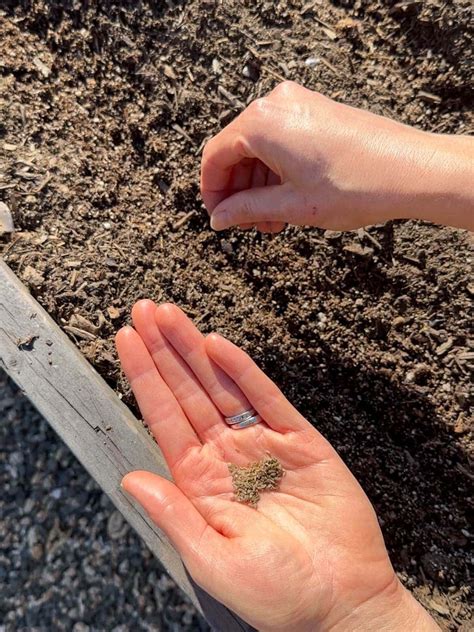 Sowing Carrots New Kuroda Carrot Seeds | Baker Creek Heirloom Seeds