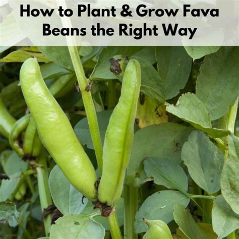 How to Plant and Grow Fava Beans Successfully - Together Time Family