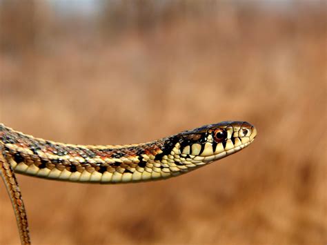 Plains Garter Snake Why The Garter Snake Is Your Garden's Best Friend