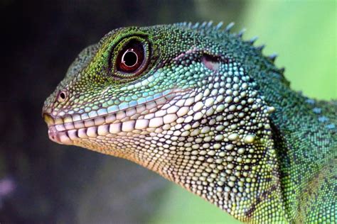 Chinese Water Dragon Female Free Stock Photo - Public Domain Pictures