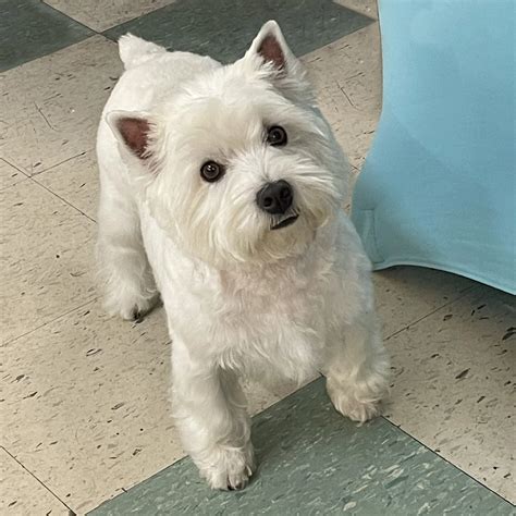 West Highland White West Highland White Terrier Dogs And Puppies For