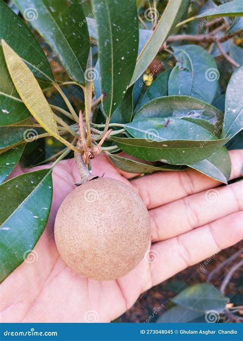 Chico Manilkara Zapota Sapota Sapodilla Fruit on Tree Food Sapoche ...