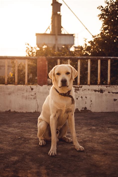 Casper Says Hello ! almost 9 months ago & now. : r/labrador