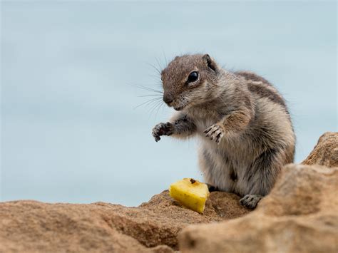 Fotos gratis : fauna silvestre, mamífero, ardilla, roedor, bigotes ...