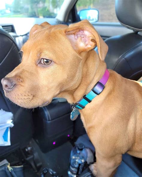 Pit Bullmastiff (Bullmastiff & Pitbull Mix) Info, Pictures, Facts, FAQs ...