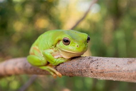What Is A Green Tree Frogs Habitat at Lucile Hart blog