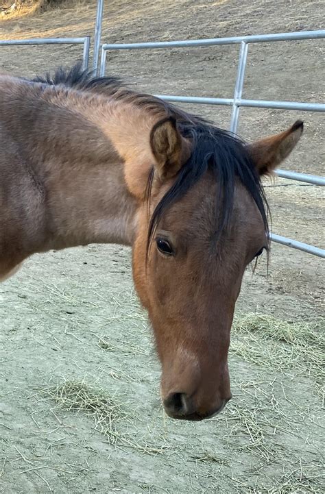 | Border Horse Slaughter Rescue