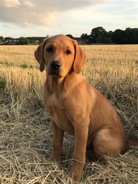 Pedigree Fox Red Labrador Puppies - Pupherd