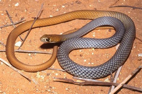 A new breed of venomous snake has been discovered in Australia | New ...