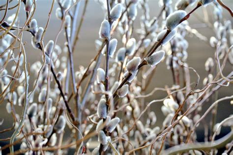 The Martha Stewart Blog : Blog Archive Gathering Pussy Willows - The ...